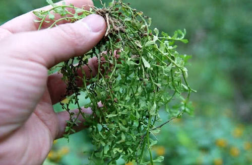 农村随处可见的2种野草，药用价值极高，却被当杂草给处理了！