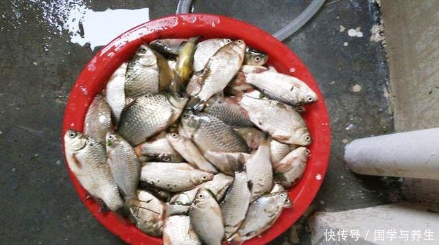  【分享】饵料配方分享专攻大鲫鱼大鲤鱼，初冬钓鱼必备