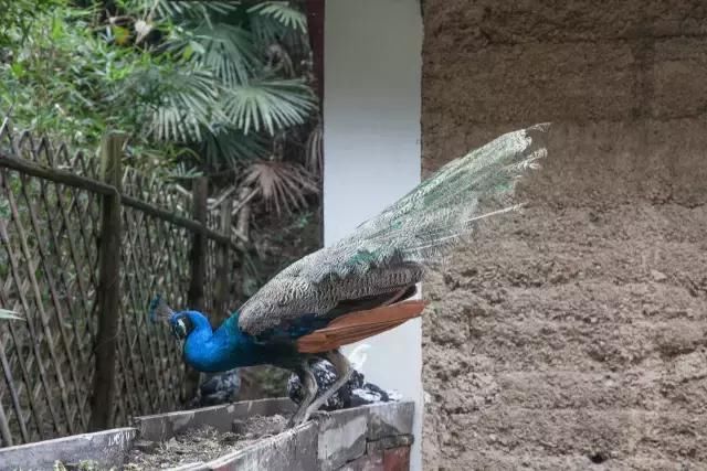 他在杭州打造了一个全中国最美的猪圈！纽约时报都报道了