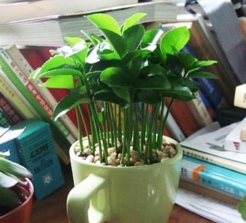  『盆栽水果』吃剩的菠萝头，泡一泡，又结小菠萝，耗费2年，值不值呢