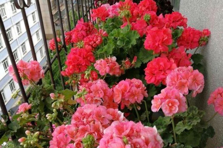  不间断的开@养花就养这几款,花姿妖娆,四季繁花似锦,姿色艳丽