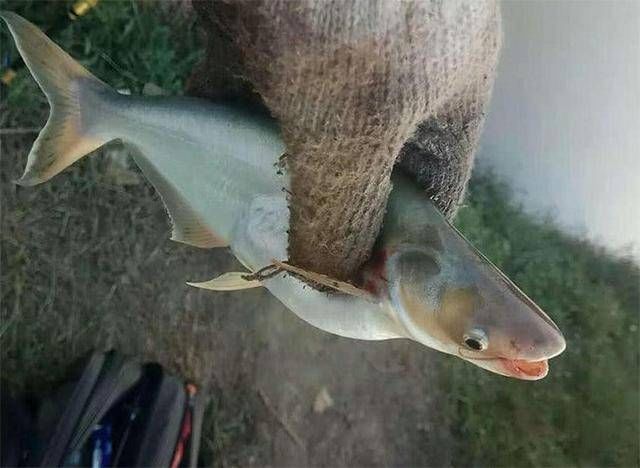  「钓鱼」难道巴沙鱼入侵长江了吗？如果是这样，再过几年长江还有鱼钓吗？