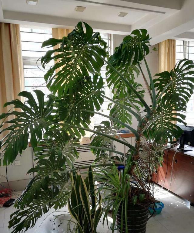 「旺盛」芦荟玉树不值钱,养成老树真霸气,玉树临风,群英荟萃,家门旺盛