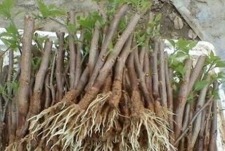  『柳树』植物插迁需要的生根水，不用买到处就有很多，长出的根很是强壮