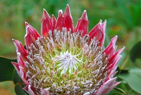  [长达]公认“最霸气”的1种花，花朵比“手掌大”，花期长达180天