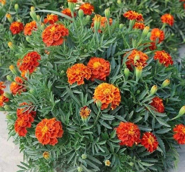  [自带臭味]这4种花长得真漂亮，但是浑身带臭味！你愿意种吗？