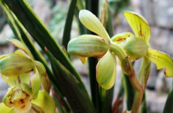  『艳丽』适合阳台的盆栽植物，花开一片美美哒，满屋都飘香，花朵艳丽迷人