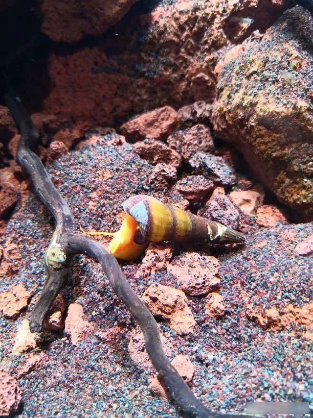  「养草」从养鱼到养草，从雨林缸到水陆缸 | 10年水族之路