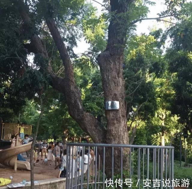 #小时#最大的黄花梨树,40个保安24小时看护