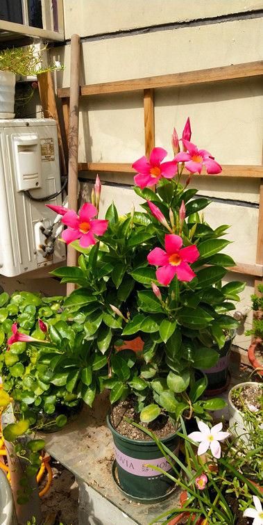  『玫瑰』喜欢玫瑰，不如养盆“珍品绿菊”盘龙，青碧可人，似仙女飞舞！