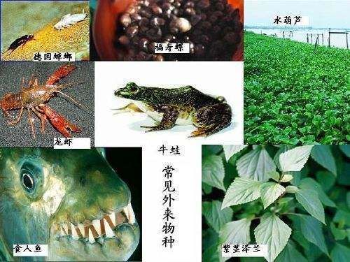 入侵我国的物种“水葫芦”，如今都去哪了？老外：中国人真聪明！