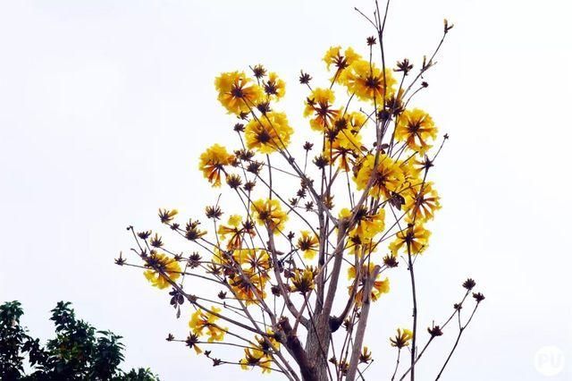 靓！佛山周边1500株樱花已盛开，最美的春天在这里~