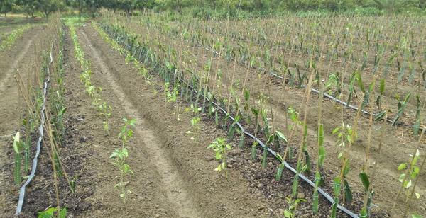  「道理」果实能当饭吃，过去南方才有，如今北方试种成功，恐要