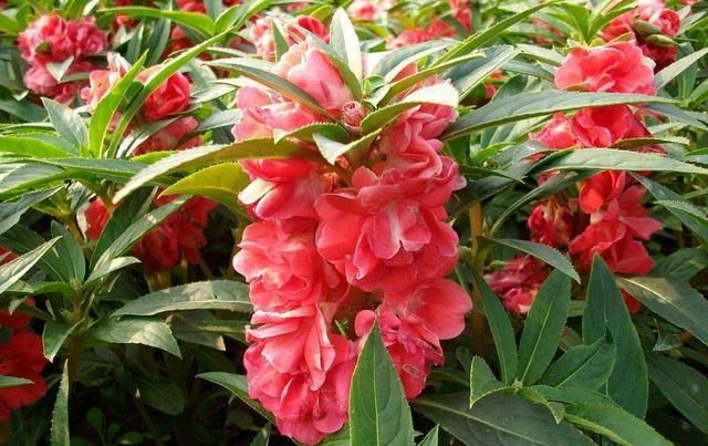  『凤仙花』凤仙花总是不开花？做好这几点，让花朵开满枝头！