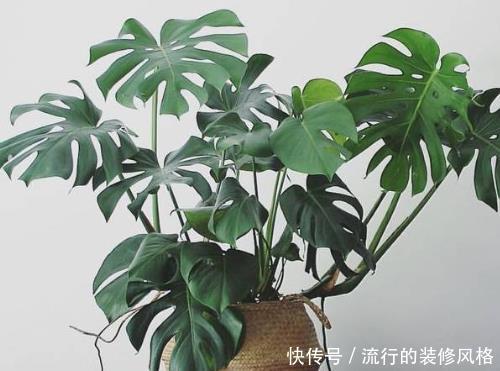『养护』4种绿植是吸二手烟“小能手”,管理简单又省心,不怕多年老烟枪