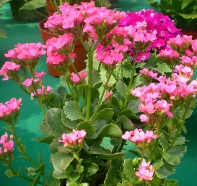 小技巧|这种过期药片,不要乱丢,给君子兰长寿花“吃”一点,花朵狂冒