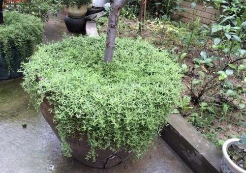 很美:石头缝里的“2种多肉”,小时候常去挖,植株长势快,也很美!