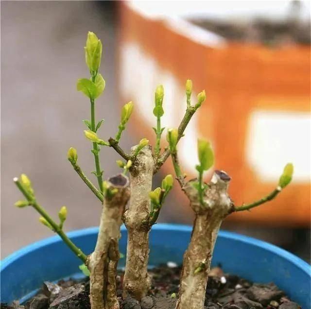 \＂i11\＂: \＂郁金香几月份开的最好？\＂养茉莉花，春天有3件事赶快做，晚了小心不开花