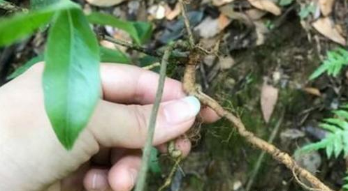 #路旁#因果实独特,常被放在路旁观赏,殊不知,根茎80元一斤