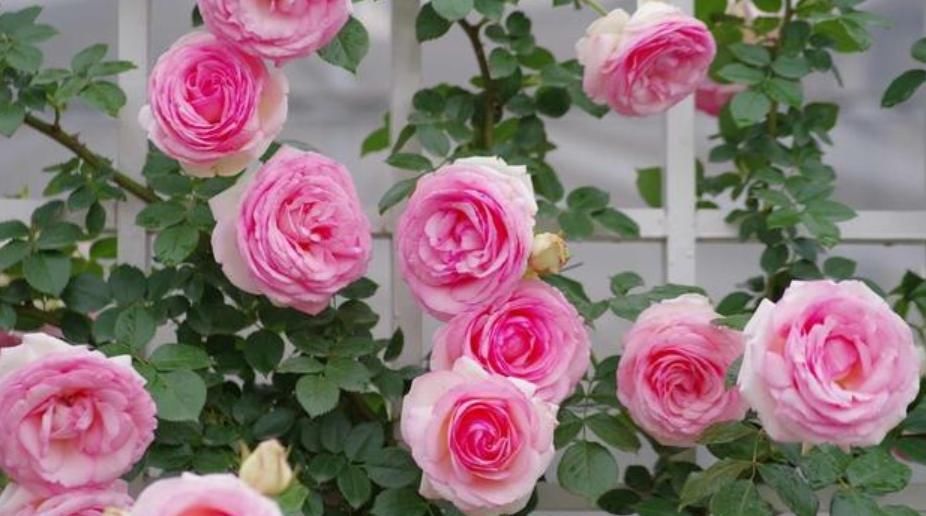  『有花赏』4种花是“开花高手”，开花多，开花长，养2盆“四季”有花赏！