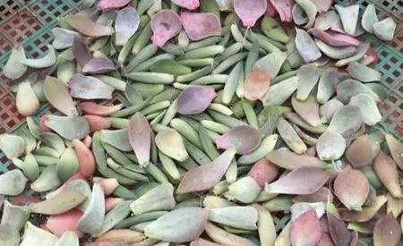 肉叶片|多肉植物叶插方法步骤,3种叶插方法生根出芽快