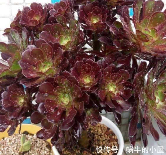  [最易]想在家摆几盆花草就选3款多肉，好看又好养，最易长成高价老桩