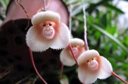  『植物』长有“猴脸”的植物，像一只只猴子挂在枝头，也能在任何季节开花