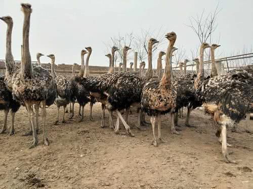  [喂养]农村小伙养世界上最大的鸟，一只获利5000元，谁知投资20