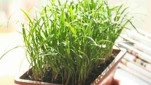  「蔬菜」阳台种菜，选择这3种蔬菜，吃完一茬长一茬，绿色健康又好吃！