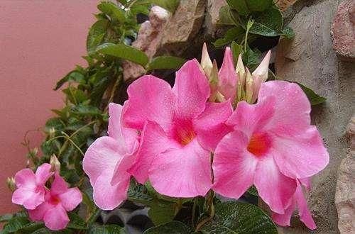  [室内]4种“劳模花”，花期365天全年不休，养在室内一整年都有花赏