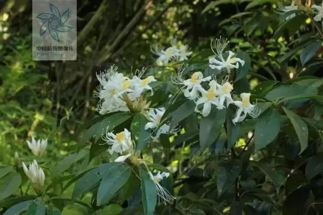 峨眉山美惨了！高山杜鹃成片绽放，太惊艳太壮观！