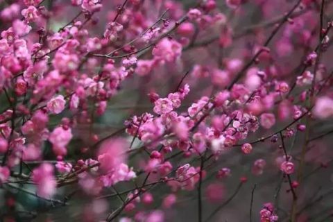 腊梅盛开 争奇斗艳！假期尾巴就去丽水这里赏梅！