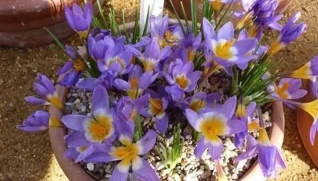  『适合』看到藏红花那么美，想买些鳞茎养成盆栽，可你那环境真的适合么？