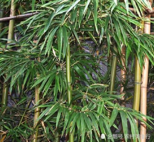 它被称为“凤凰之食”农民见了抢着摘，如今市面上一斤120元