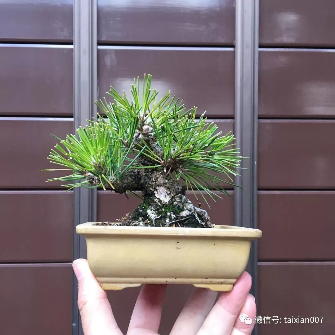 微盆景:把玩古朴的雅趣