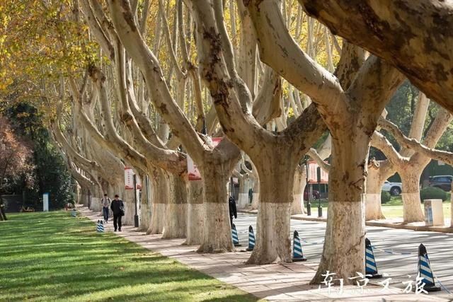 南京这些大学都有最美梧桐大道，有没有你的母校？