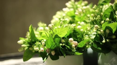  「夏季」适合夏天养的5种花,光照越强,开花越旺,开花还特别漂亮!
