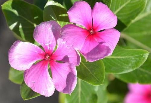  「家里」家里养这几款花，沾土就活，开花200多天，花色柔美靓丽，内敛美
