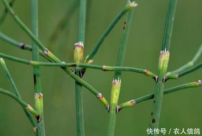  【农民】一种“光棍”野草，无叶无花，被农民嫌弃如今却是中间