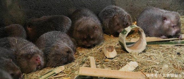 切勿盲目的跟风搞养殖创业，这三大养殖风险让你血本无归