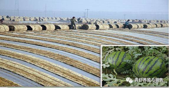 如果你有一份农业创业梦，不妨考虑一下这几种农业创业项目！