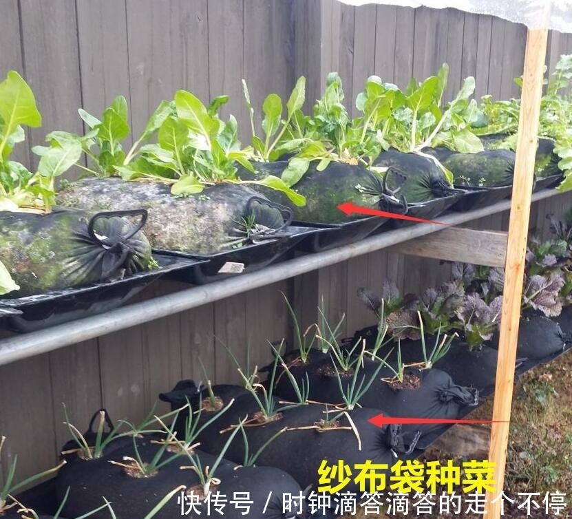  【丰收】都是自家种菜，邻居大叔直接用纱布袋！几十天一丰收，多的还能拿去卖