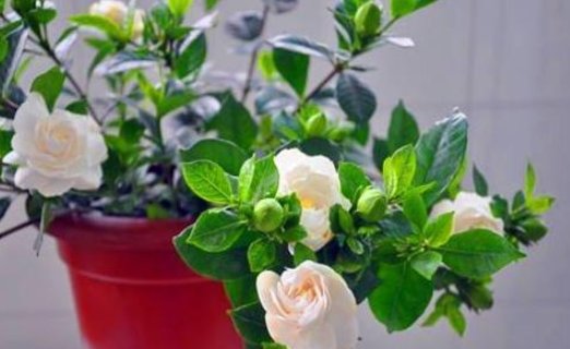  肥料@栀子花爱“黄叶”，学会以下几招，叶片绿油油开花香，年年爆盆