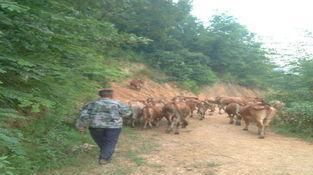  「放牧」一个农村劳动力，生态放牧养殖20头牛，每年能赚多少钱