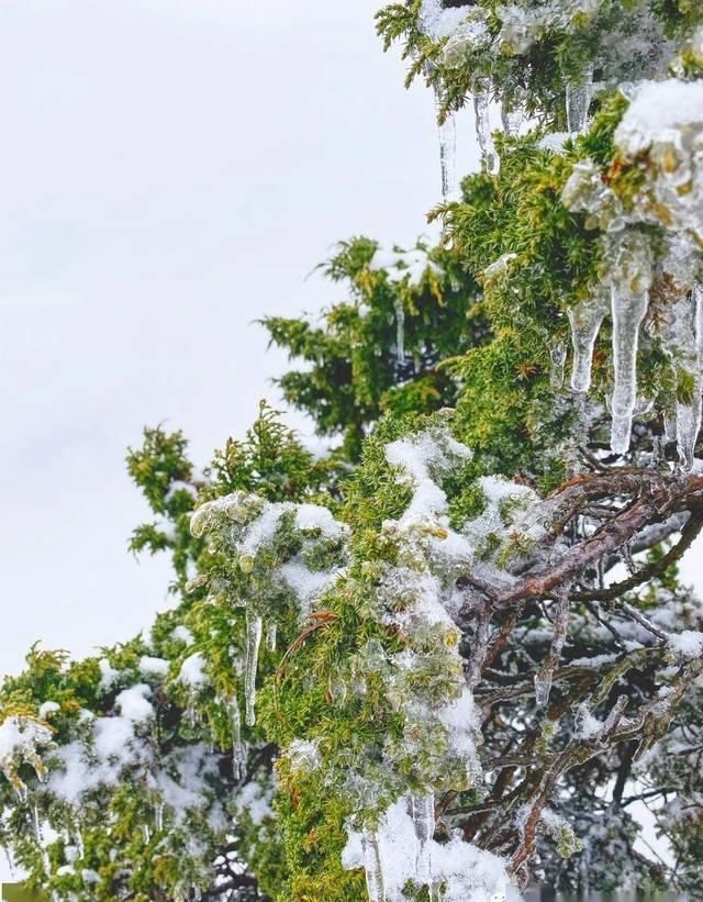  『应平台官方账号』清明春游光雾山，踏青赏花赏春雪（文末有福利）