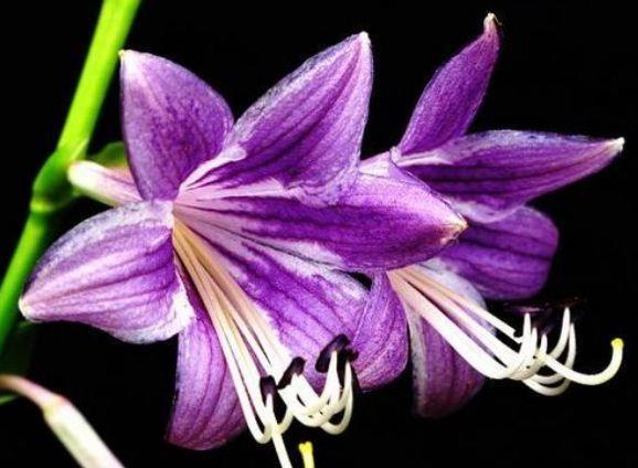 「耐热」阳台养花就选5种花,耐热喜光很耐晒,全年都开花,养出小花园