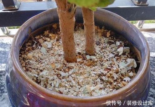  『营养土』养花土别买了，“3种”废渣一掺和就是“养花万能土”，养啥活啥