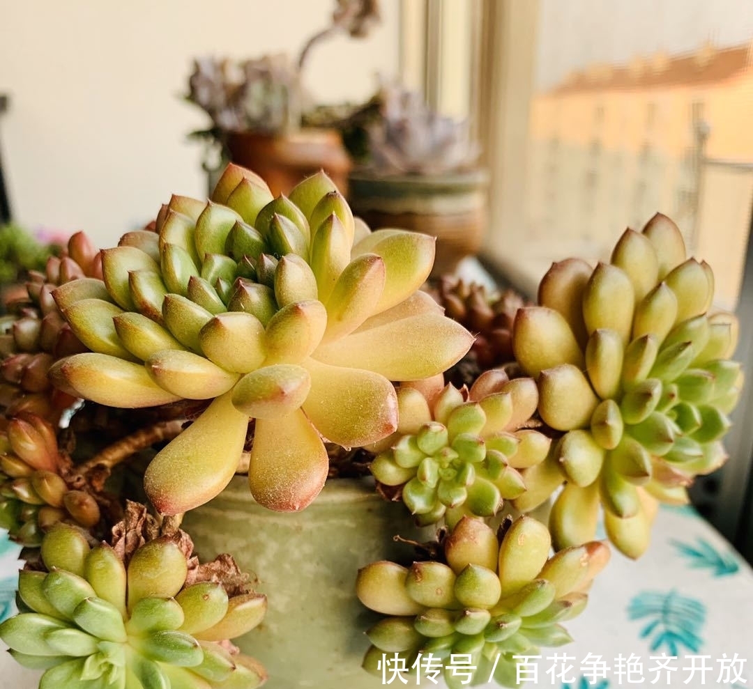 红宝石@阳台养花小天地 家里阳台多肉植物挨个儿数—红宝石