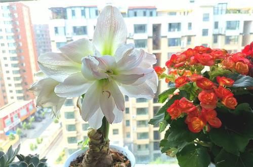  #荷花仙人球#6种大型花，花苞直径20公分，摆家里太大气