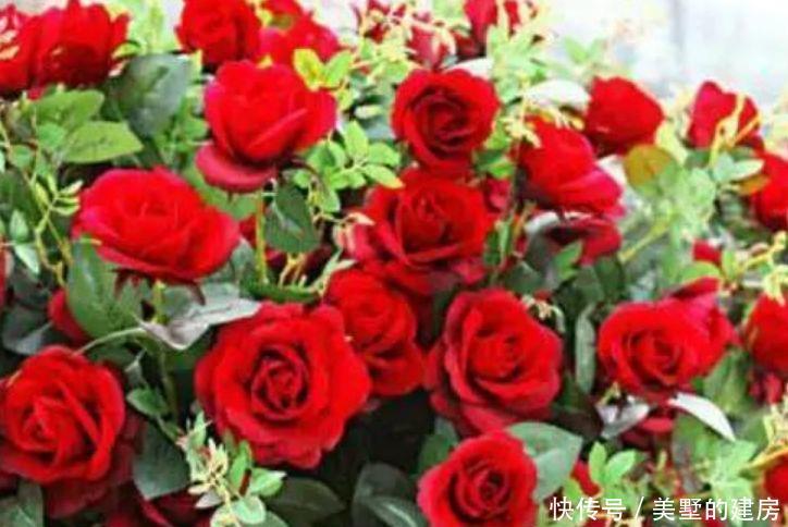 『家里』喜欢在家里养花,就养3种花,开花优美形似蝶,清香宜人香满屋